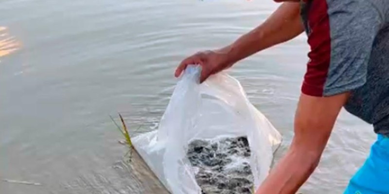 Projeto de piscicultura apoia famílias indígenas na criação de pacu em Sidrolândia