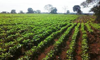 Aldeias indígenas de MS vão receber 137 toneladas de sementes do Estado Aldeias indígenas de MS vão receber 137 toneladas de sementes do Estado