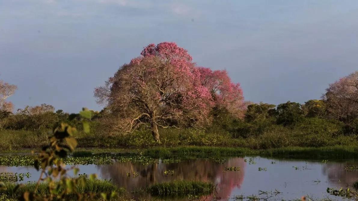 Governo cita novela Pantanal e TRE-MS autoriza campanha de publicidade de turismo Governo cita novela Pantanal e TRE-MS autoriza campanha de publicidade de turismo