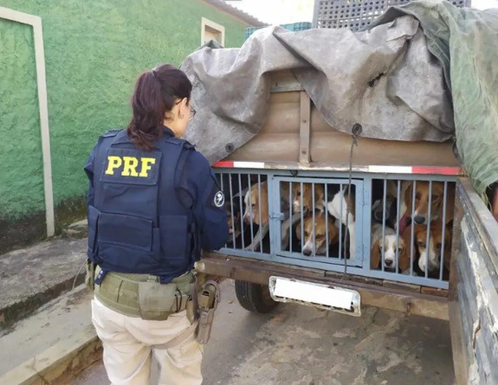 PRF interrompe tráfego para garantir travessia segura de sucuri na BR-262... veja mais em https://www.campograndenews.com.br/meio-ambiente/prf-interrompe-trafego-para-garantir-travessia-segura-de-sucuri-na-br-262 PRF interrompe tráfego para garantir travessia segura de sucuri na BR-262... veja mais em https://www.campograndenews.com.br/meio-ambiente/prf-interrompe-trafego-para-garantir-travessia-segura-de-sucuri-na-br-262