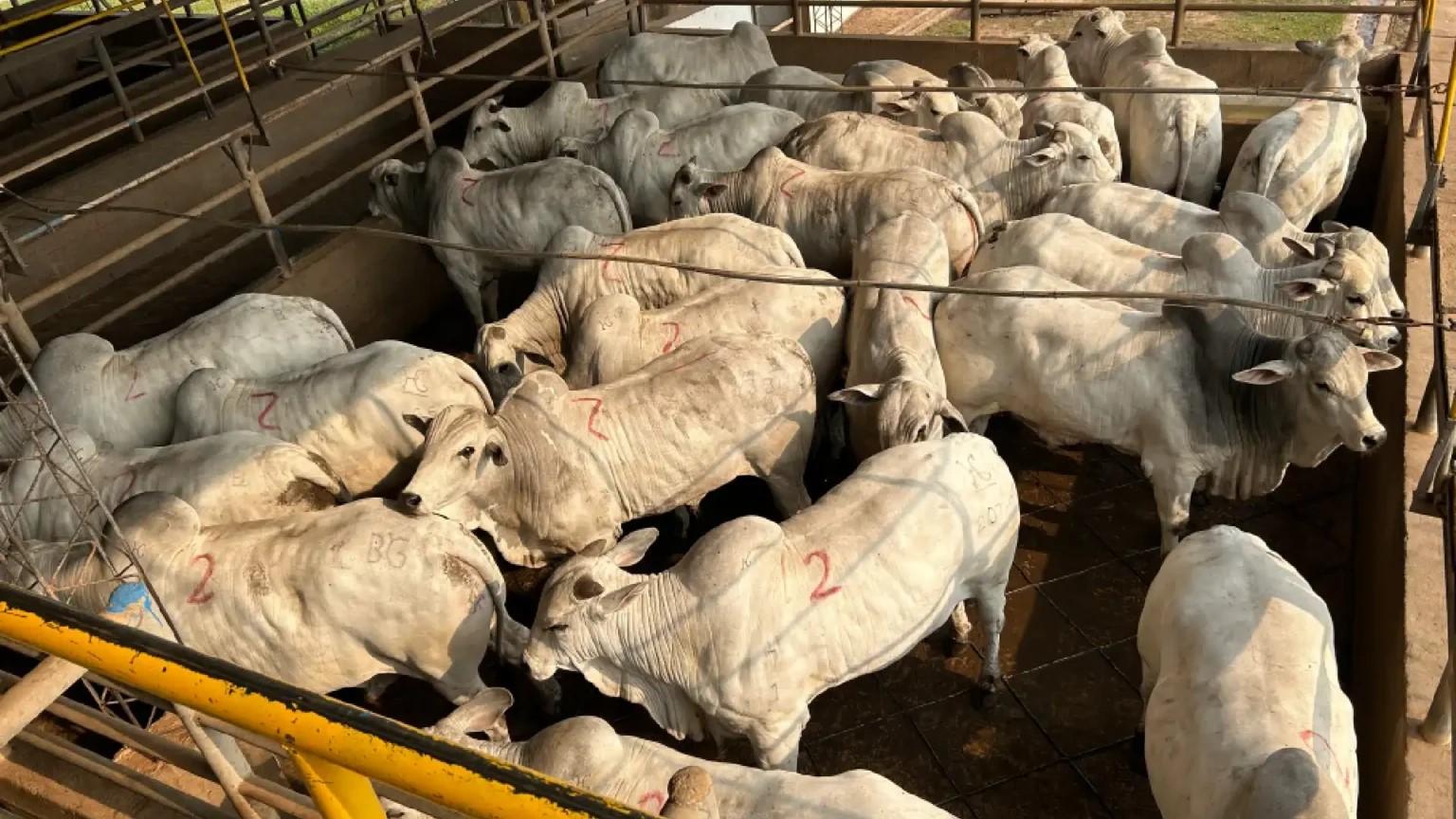 Criadores de gado minimizam crise e acusam frigoríficos de ‘má-fé’ para baixar preço do boi Criadores de gado minimizam crise e acusam frigoríficos de ‘má-fé’ para baixar preço do boi