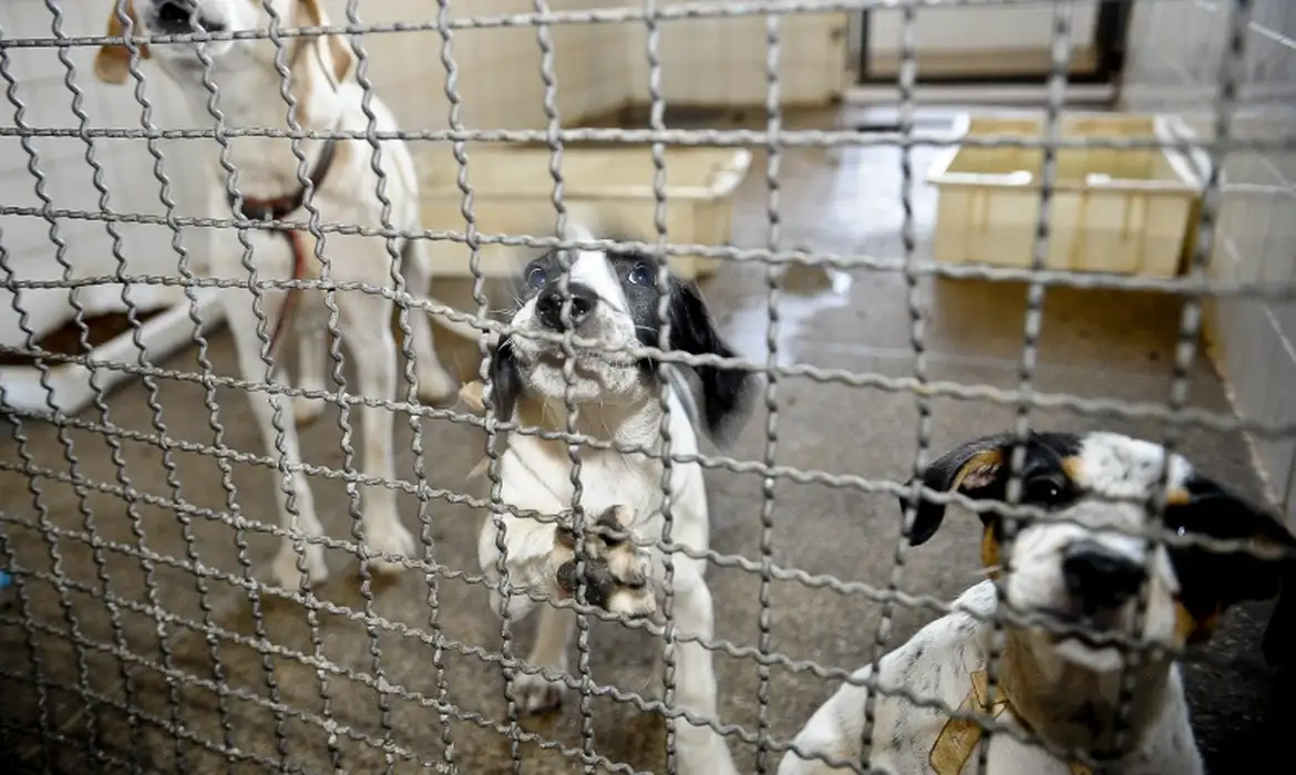 Projeto aprovado na Câmara proíbe uso de animais em testes cosméticos Projeto aprovado na Câmara proíbe uso de animais em testes cosméticos