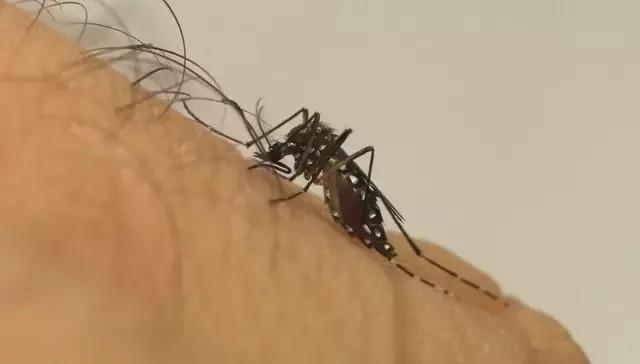 Dourados chega a 17 mortes por chikungunya após confirmar mais 2 casos... 