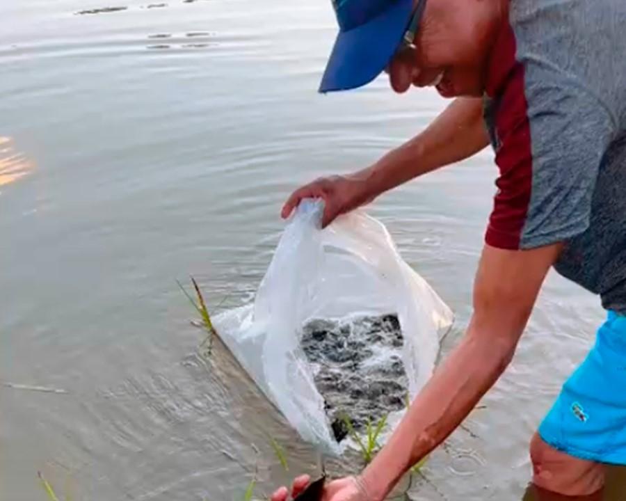 Projeto de piscicultura apoia famílias indígenas na criação de pacu em Sidrolândia